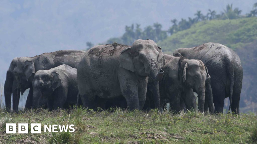 App Addresses Habitat Loss, Reduces Elephant Deaths in India