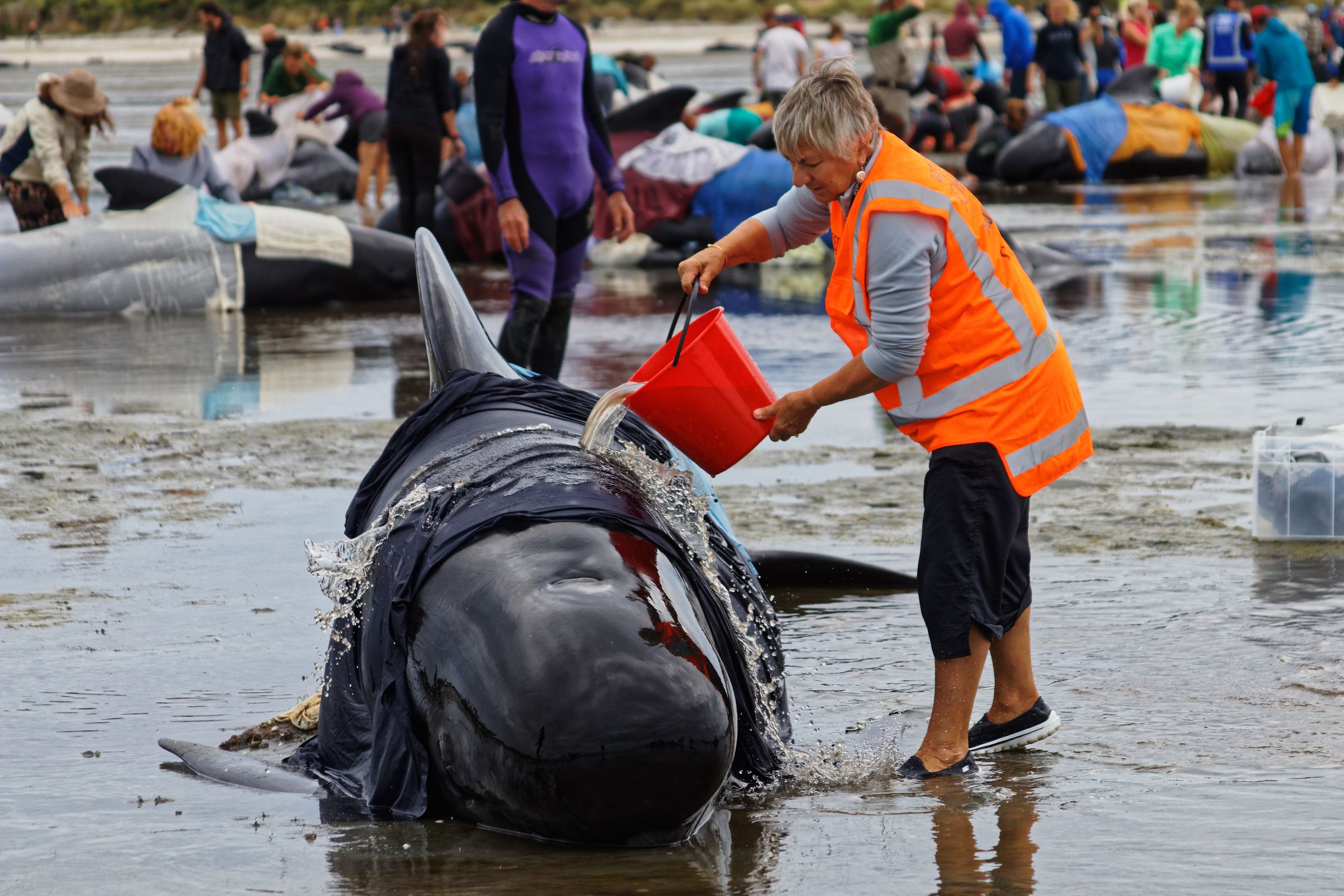Collective Courage Shines as 30+ Whales Survived New Zealand Rescue
