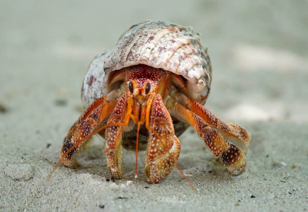 Men Smuggle 160kg of Hermit Crabs, Exposing Hidden Environmental Networks