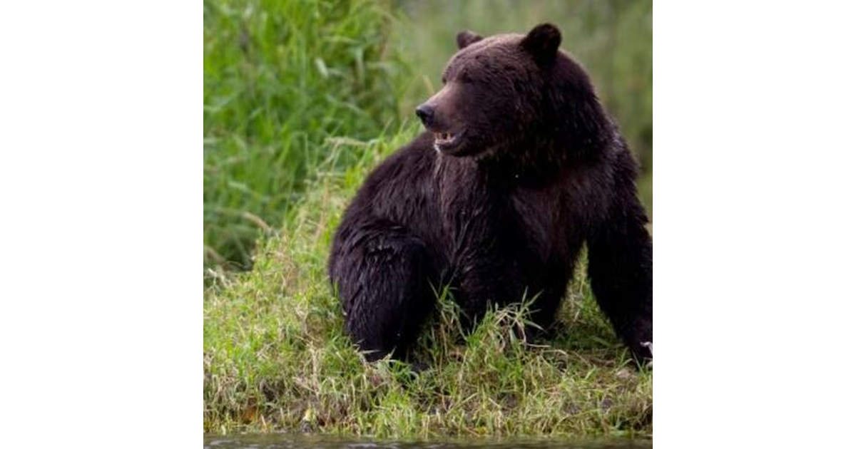 Teacher Bears Brunt as Grizzly Attack Forces Reflection on Wildland Ethics